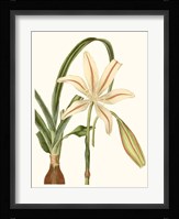 Antique Amaryllis I Fine Art Print