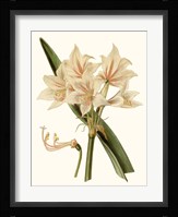Antique Amaryllis II Fine Art Print