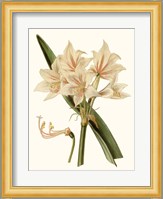 Antique Amaryllis II Fine Art Print