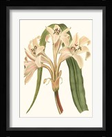 Antique Amaryllis III Fine Art Print
