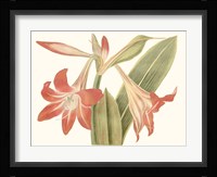 Antique Amaryllis IV Fine Art Print