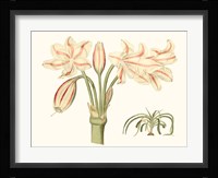 Antique Amaryllis V Fine Art Print