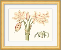 Antique Amaryllis V Fine Art Print