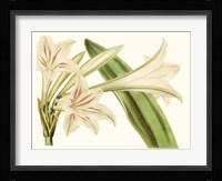 Antique Amaryllis VI Fine Art Print