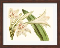 Antique Amaryllis VI Fine Art Print