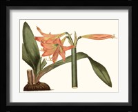 Antique Amaryllis VII Fine Art Print