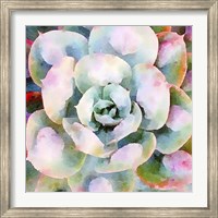 Succulente V Fine Art Print