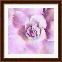 Succulente VIII Fine Art Print