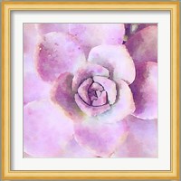 Succulente VIII Fine Art Print