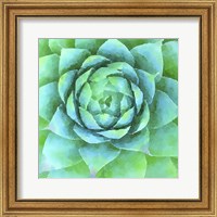 Succulente X Fine Art Print