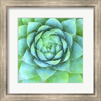 Succulente X Fine Art Print