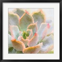 Succulente XI Fine Art Print