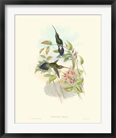 Hummingbird Delight I Fine Art Print