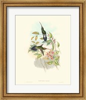 Hummingbird Delight I Fine Art Print