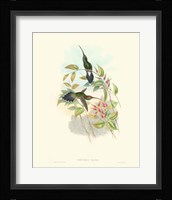 Hummingbird Delight I Fine Art Print