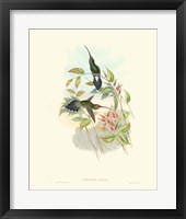 Hummingbird Delight I Fine Art Print