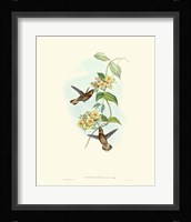 Hummingbird Delight II Fine Art Print