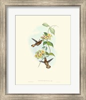 Hummingbird Delight II Fine Art Print