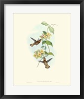 Hummingbird Delight II Fine Art Print