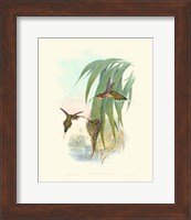 Hummingbird Delight III Fine Art Print