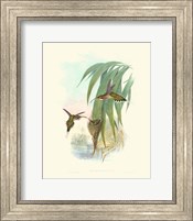 Hummingbird Delight III Fine Art Print