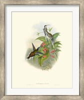 Hummingbird Delight IV Fine Art Print