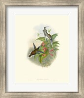 Hummingbird Delight IV Fine Art Print