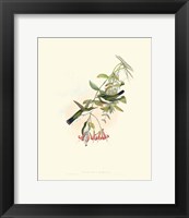 Hummingbird Delight V Fine Art Print
