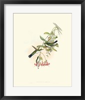 Hummingbird Delight V Fine Art Print
