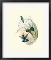 Hummingbird Delight VI Fine Art Print