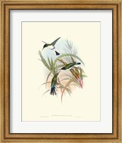 Hummingbird Delight VII Fine Art Print