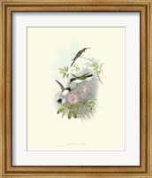 Hummingbird Delight VIII Fine Art Print