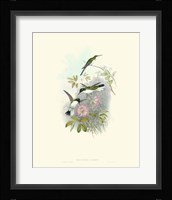 Hummingbird Delight VIII Fine Art Print