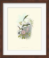 Hummingbird Delight VIII Fine Art Print