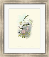 Hummingbird Delight VIII Fine Art Print