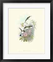 Hummingbird Delight VIII Fine Art Print