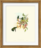 Hummingbird Delight IX Fine Art Print