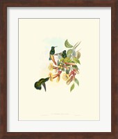 Hummingbird Delight IX Fine Art Print