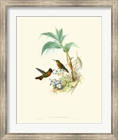 Hummingbird Delight X Fine Art Print