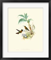 Hummingbird Delight X Fine Art Print