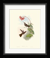 Hummingbird Delight XI Fine Art Print