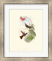 Hummingbird Delight XI Fine Art Print