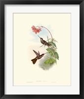 Hummingbird Delight XI Fine Art Print