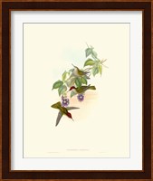 Hummingbird Delight XII Fine Art Print