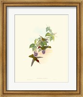 Hummingbird Delight XII Fine Art Print