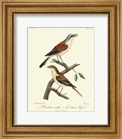 Vintage French Birds I Fine Art Print