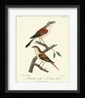 Vintage French Birds I Framed Print