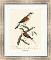 Vintage French Birds I Fine Art Print