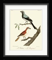 Vintage French Birds II Framed Print