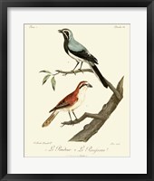 Vintage French Birds II Fine Art Print